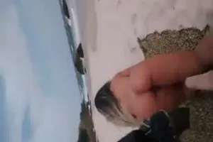 Mulher Melão nua na praia